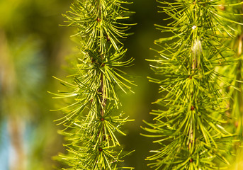 Green needles on the branches of larch