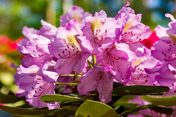 pink Rhododendrons in the garden
