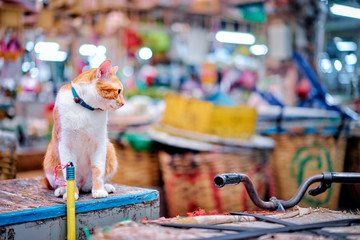 Lovely kitten at Bangkok Market being distracted by something