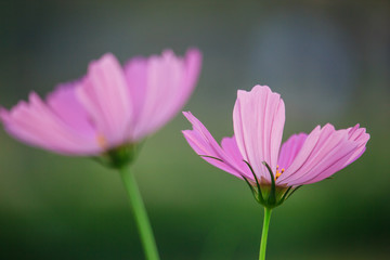 Cosmos flowers