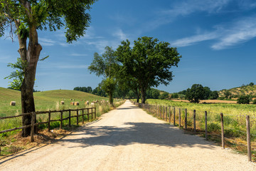 Fototapeta na wymiar Rural landscape near Velletri at summer