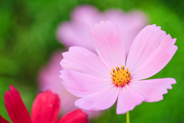 Obraz premium Cosmos flowers blooming in garden