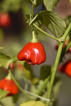 Reife Glockenchili (Capsicum baccatum)
