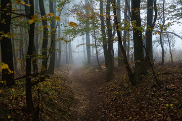 early morning in misty wood in Austria
