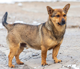 Portrait of a dog on the road in winter