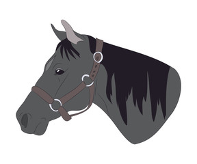 horse portrait vector illustration, color illustration