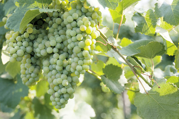 Bunch of grapes on vine