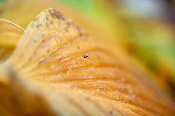 Dry leaf background. Yellow leaves pattern.