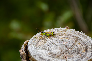 cricket number one