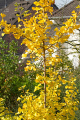Gnkgo im Herbst