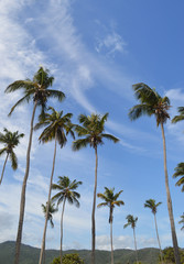 Fototapeta na wymiar PALMS BLUE SKY CARIBBEAN BEACH