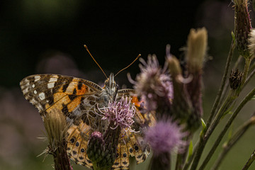 Nature