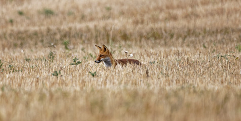 renard roux