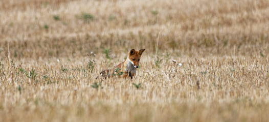 renard roux