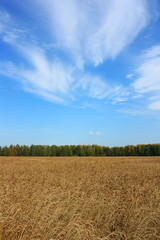 Fototapeta premium Field of golden ears of wheat