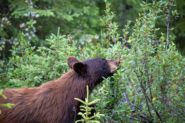 Cute animals: baby black bear eating berries in Banff National Park, Canada.