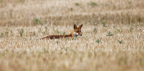 renard roux
