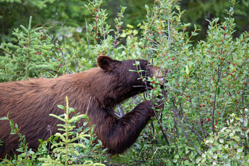 Cute animals: baby black bear eating berries in Banff National Park, Canada.