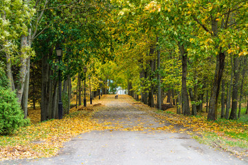 Beautiful autumn in a city park. Colorful aisle with maple trees with green and yellow leaves and human figure with a dog. Beautiful nature scene at fall season. Autumn park in Belarus