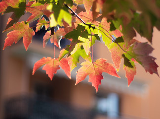 Milan - Italy. bright autumn colors of the leaves of a city park