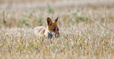 renard roux