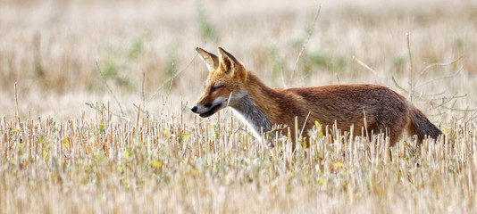 renard roux