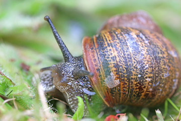 Close up of a garden snail