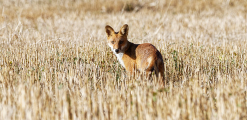 renard roux