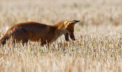 renard roux
