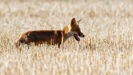 renard roux