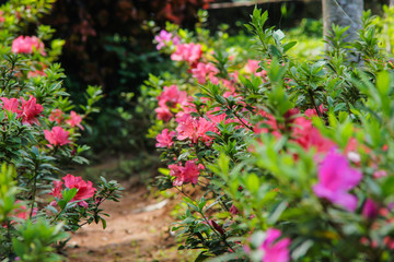 Fototapeta na wymiar Azalea pink flower blossom beautiful in garden
