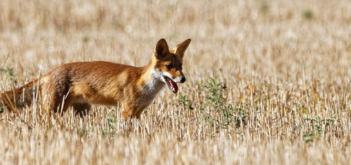 renard roux