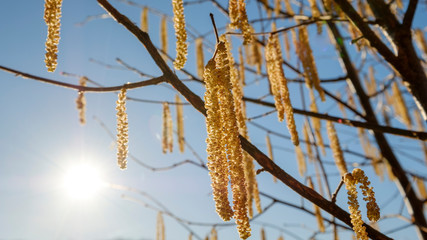 bright morning sun warms the plants in spring and leaves them yellow