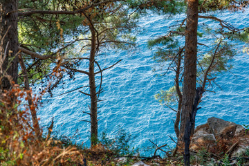 Blue sea through branches of pines. View from cliff