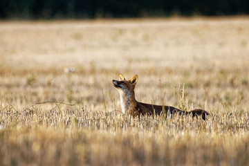 renard roux