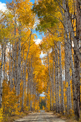 Fototapeta premium Autumn aspen trees along Battle Pass Scenic Byway in Wyoming