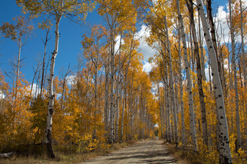 Autumn aspen trees along Battle Pass Scenic Byway in Wyoming