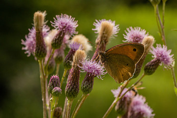 Nature