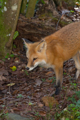 Red Fox, Vulpes vulpes, in the forest.