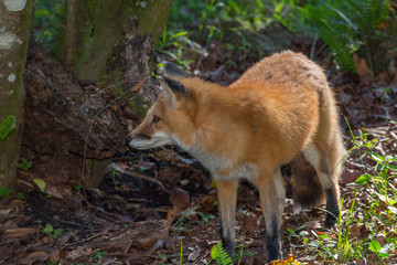 Naklejka na ściany i meble Red Fox, Vulpes vulpes, in the forest.