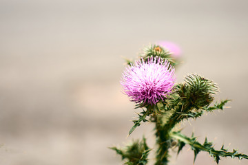 flowers on a background of blue sky