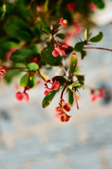 small red flowers with blue sky background