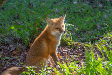 Red Fox, Vulpes vulpes, in the forest.