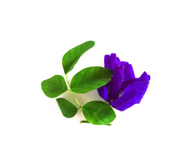 Close up of Butterfly pea flower on white background , Clitoria ternatea