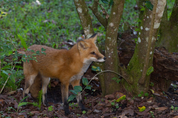 Red Fox, Vulpes vulpes, in the forest.