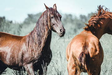 A black arab stallion and a chestnut stallion in a fiels; beautiful flowing manes