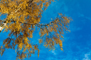 Autumn colours in forest in Latvia, Latgale