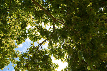 green leaves of tree