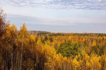 Fototapeta premium Autumn colours in forest in Latvia, Latgale