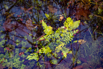 Autumn colours in forest in Latvia, Latgale